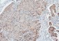 Anti-COMT Antibody Picoband™ (monoclonal, 15C10)